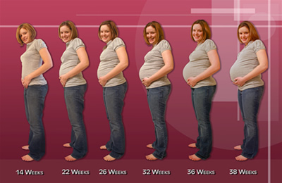 first_trimester_pregnancy_stages