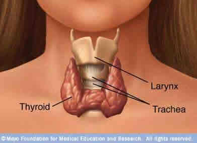 thyroid_gland