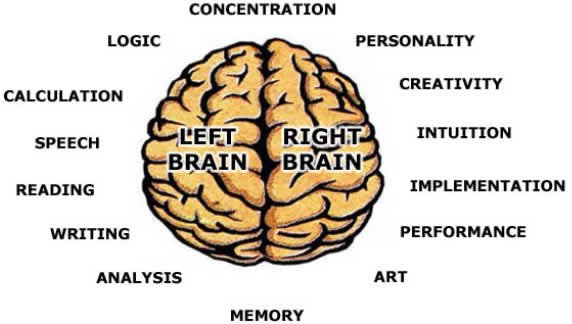 functions_of_left_and_right_brain