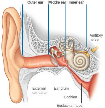 Parts_of_ear