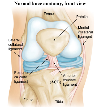 ACL_knee