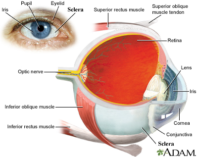 sclera_of_the_eye