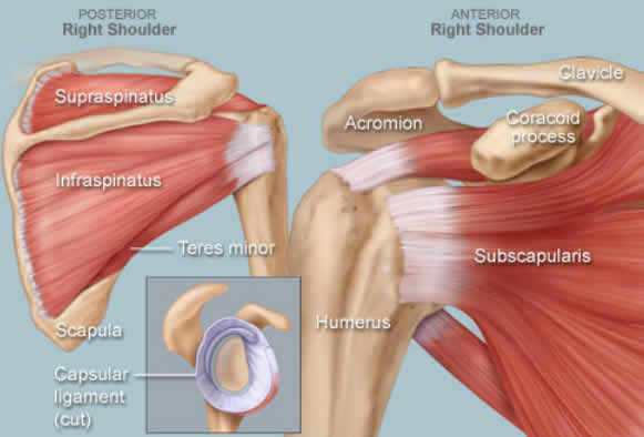 complex_structure_of_the_shoulder_joint