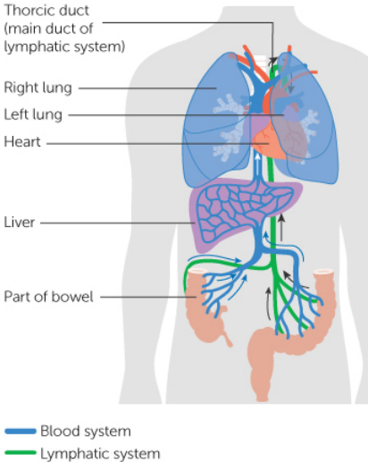 where_colon_cancer_spreads_metastasis