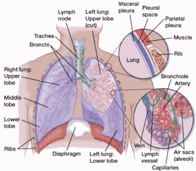 Anatomy_of_lungs