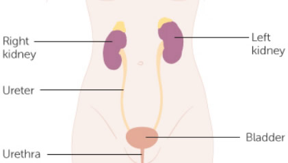 kidneys_in_the urinary_system