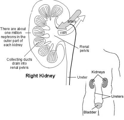 kidneys_work